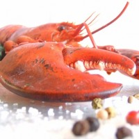 lobster