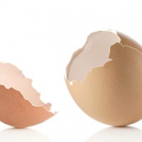 egg shell