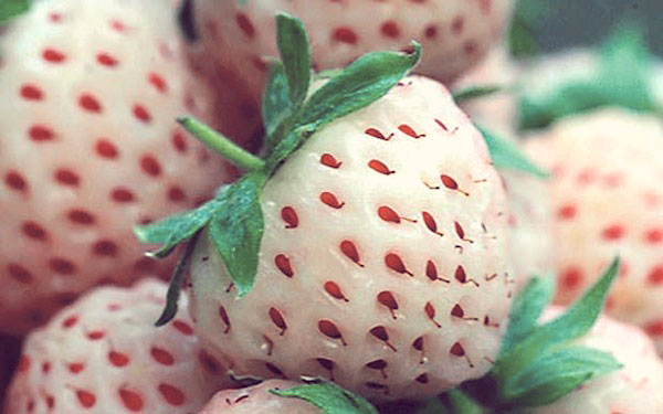 Pineberry Pineberry