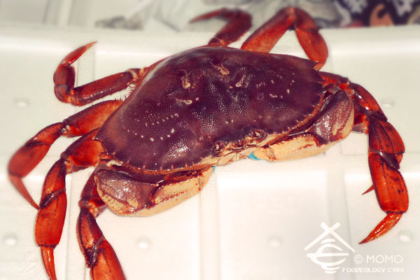 Pacific-Dungeness-Crab_Singapore Pacific-Dungeness-Crab_Singapore