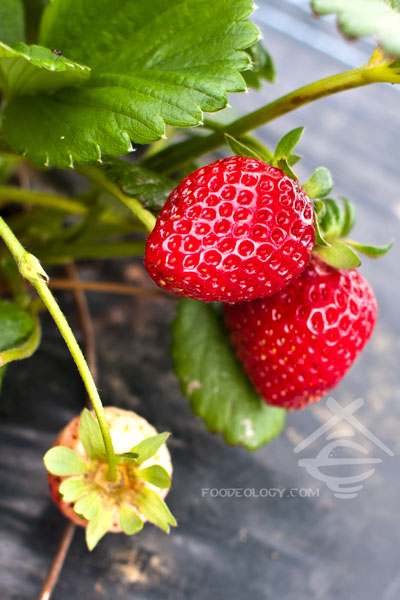 Strawberry-1 stawberry