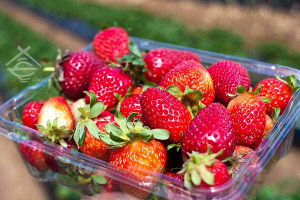 Strawberry-2 Strawberries
