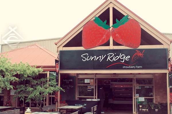 Sunny-Ridge-Strawberry-Farm_Melbourne Sunny-Ridge-Strawberry-Farm_Melbourne