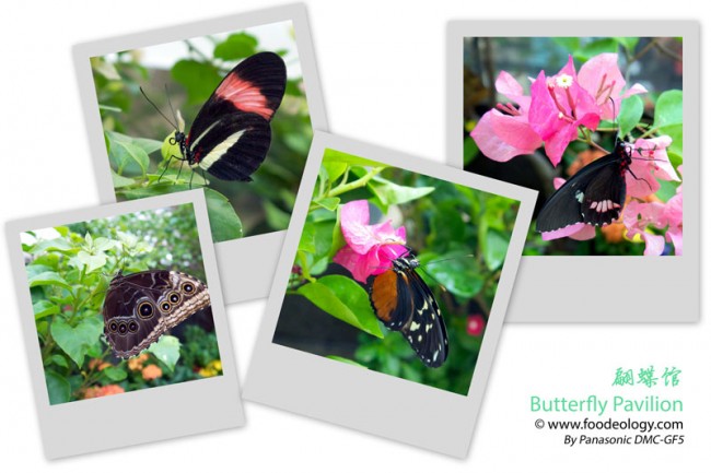 Butterfly-Pavilion-Macau-MGM_Collage Butterfly-Pavilion-Macau-MGM_Collage