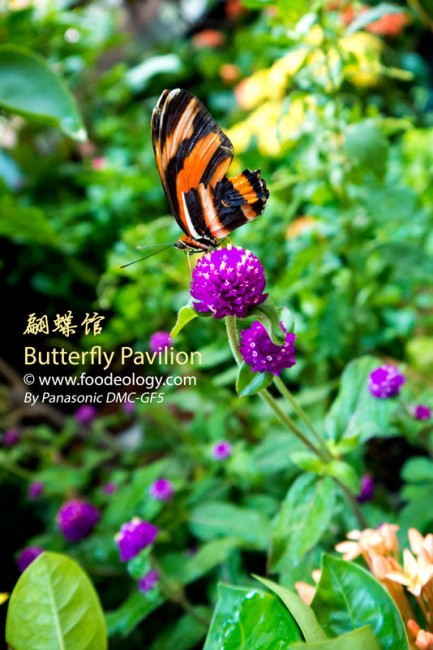 Butterfly-Pavilion-Macau-MGM_Single Butterfly-Pavilion-Macau-MGM_Single